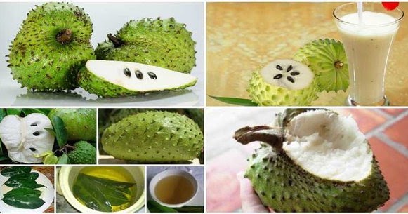 how to use the leaves of soursop to fight cancer