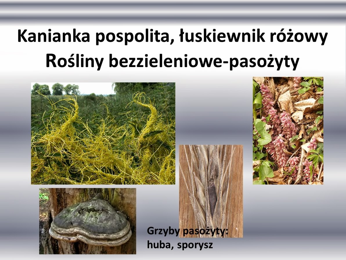 Pozytywne Znaczenie Grzybów Dla Człowieka Edukacyjne wiersze i piosenki Doroty Grobelnej: Pasożytnictwo