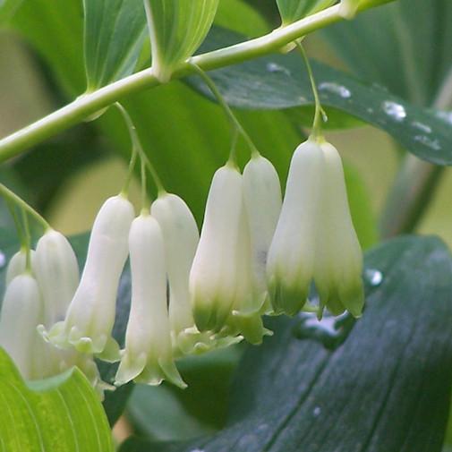 The Herb Hound: SOLOMON'S SEAL
