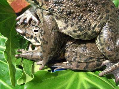 Lucunya Proses Katak  Membuat Berudu  Apabila Jari Bergoyang