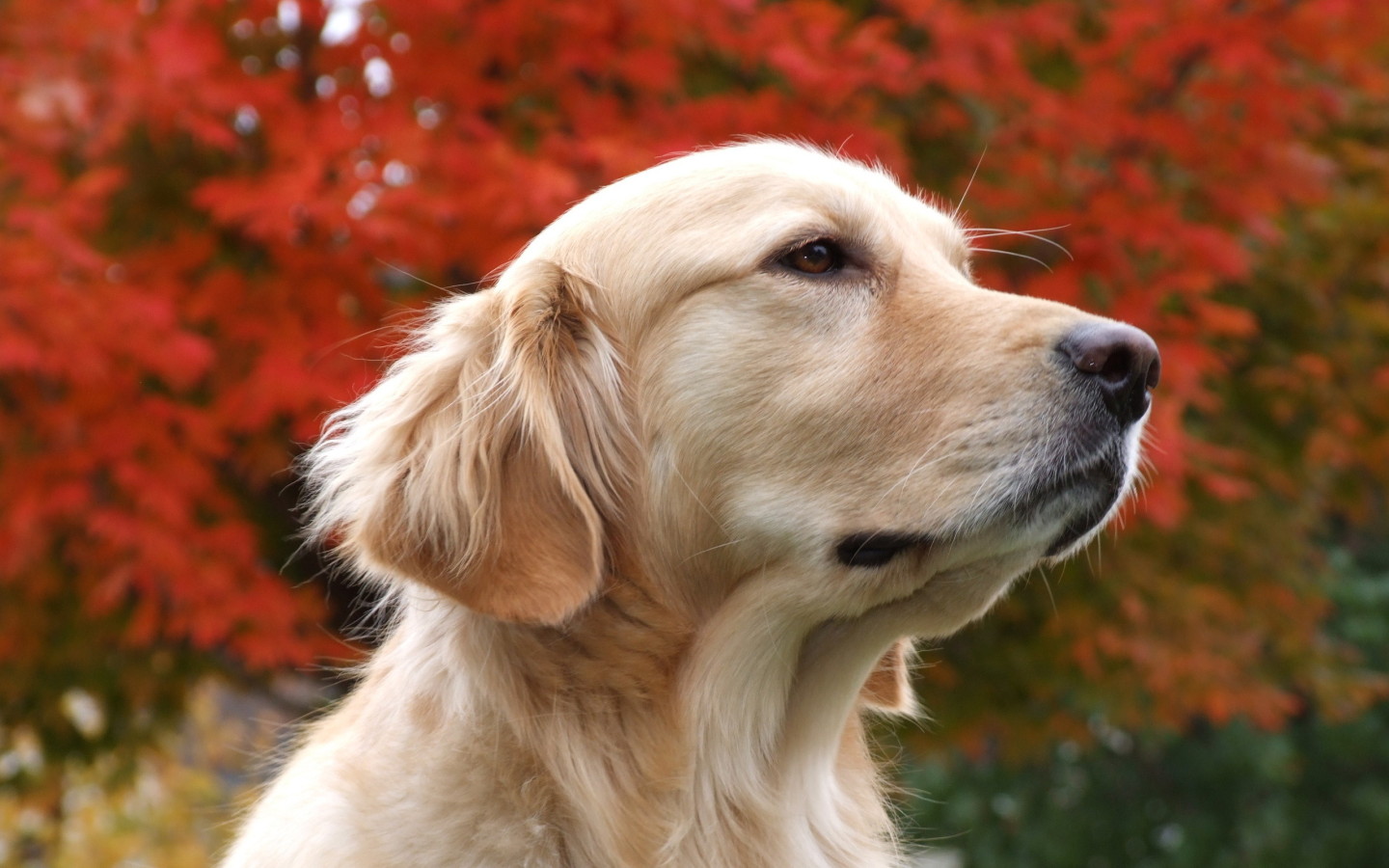 All Wallpapers: Beautiful Dog Hd Wallpapers