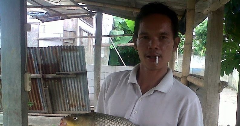 Essen Katilayu Ikan Mas - Toko Umpan Master Essen 100 % Asli Original