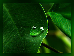 desktop nature wallpapers simple leaf