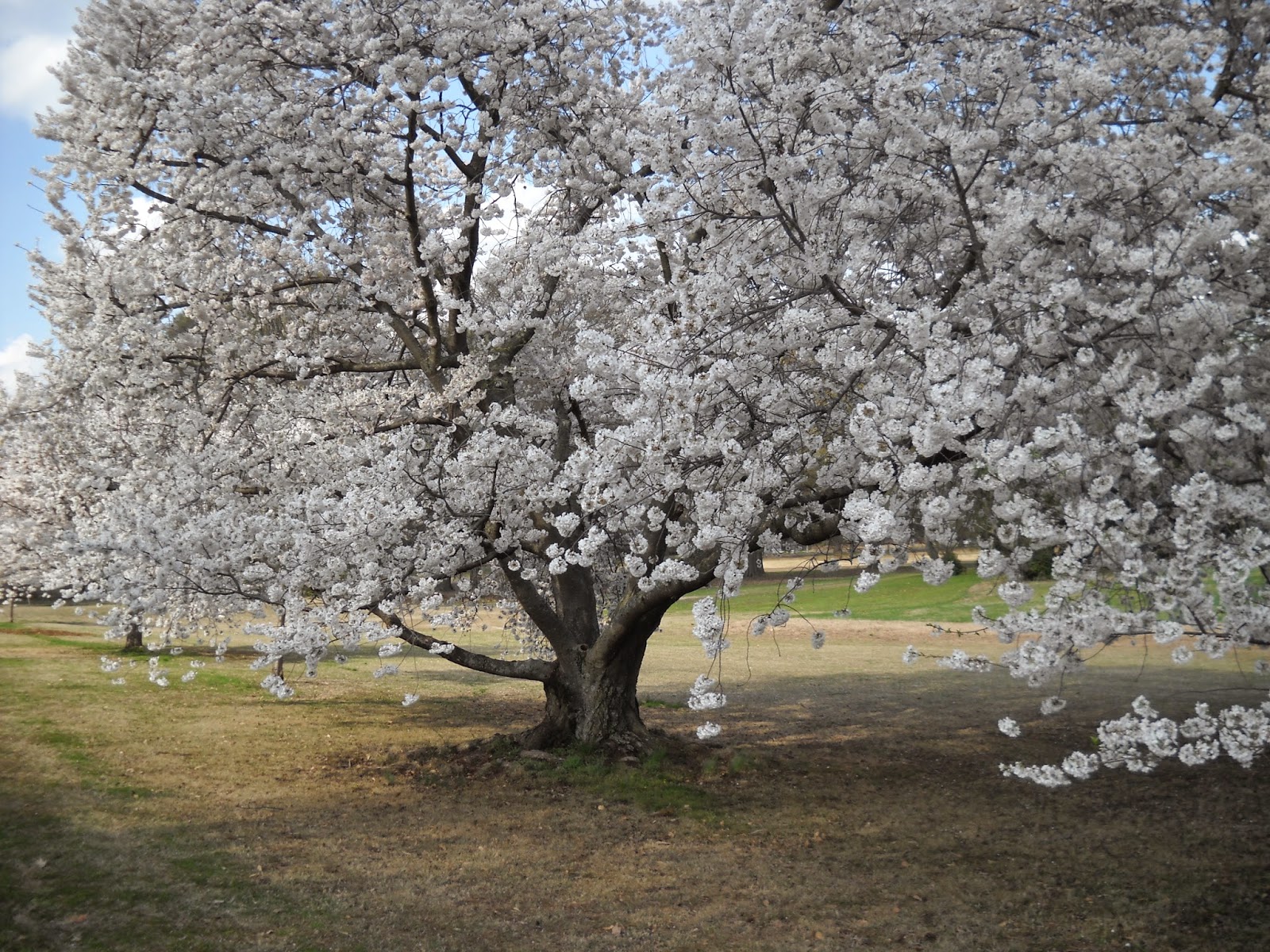 Divers and Sundry: Cherry Road Cherry Trees