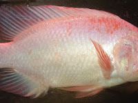 Contoh Proposal Budidaya Ikan Nila Pdf