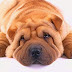 Aqui nombres para perros shar pei macho y hembra