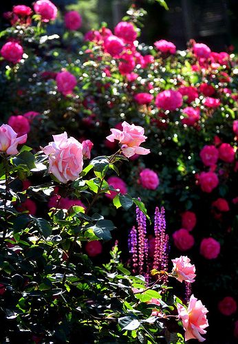 G 4 Gardening: Gardening / Beautiful Blooms