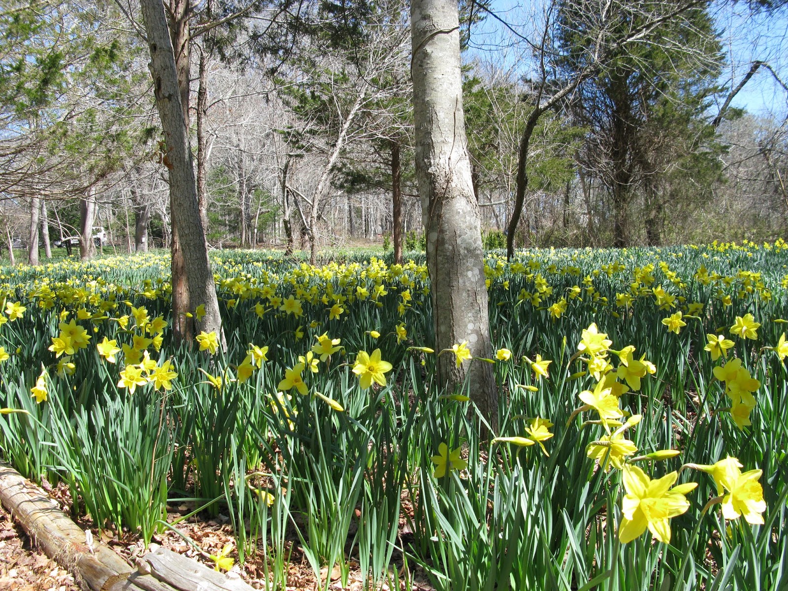 Prince Snow Farm The Daffodil Fields