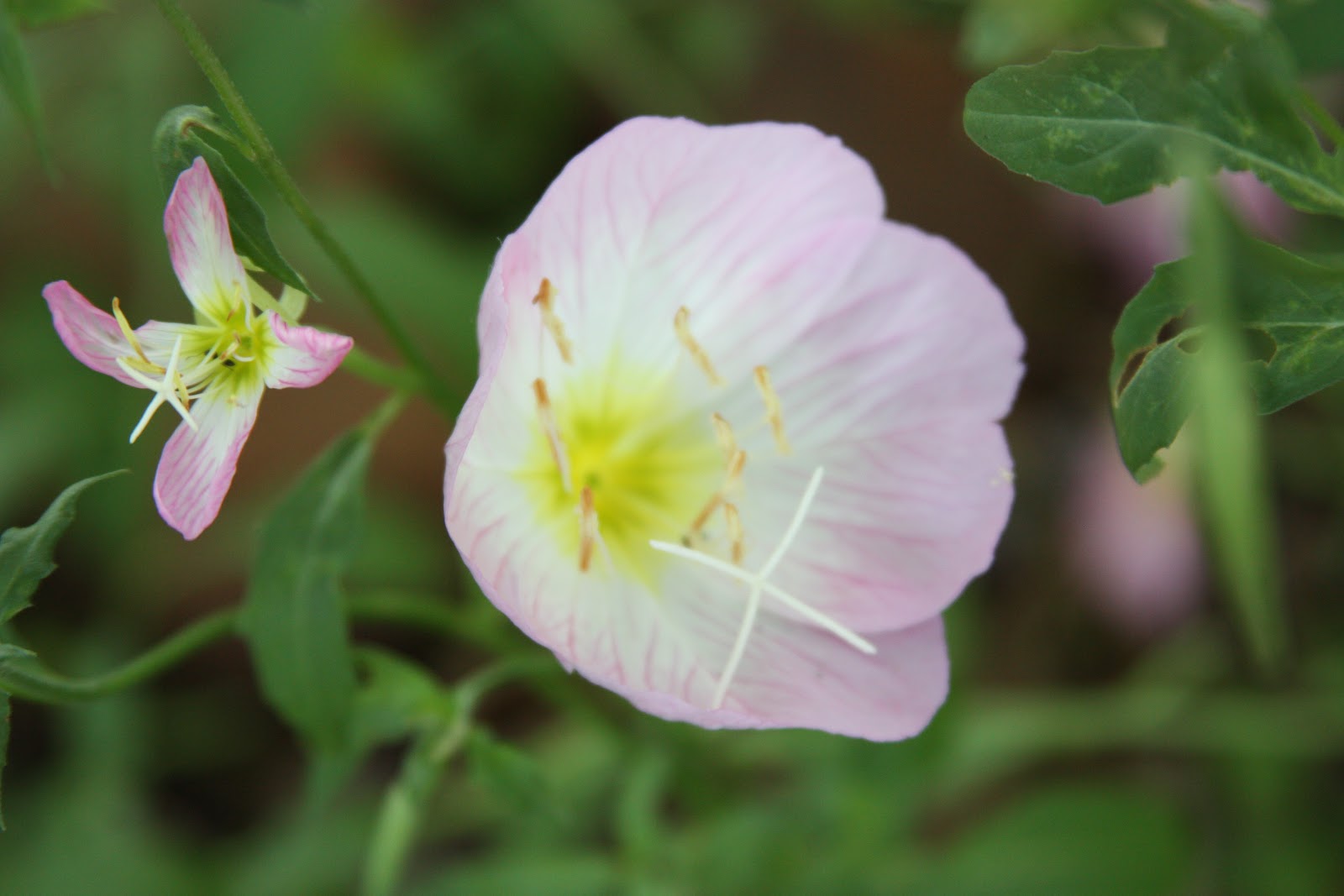Wildflowers of the United States