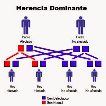 adn herencia herencias