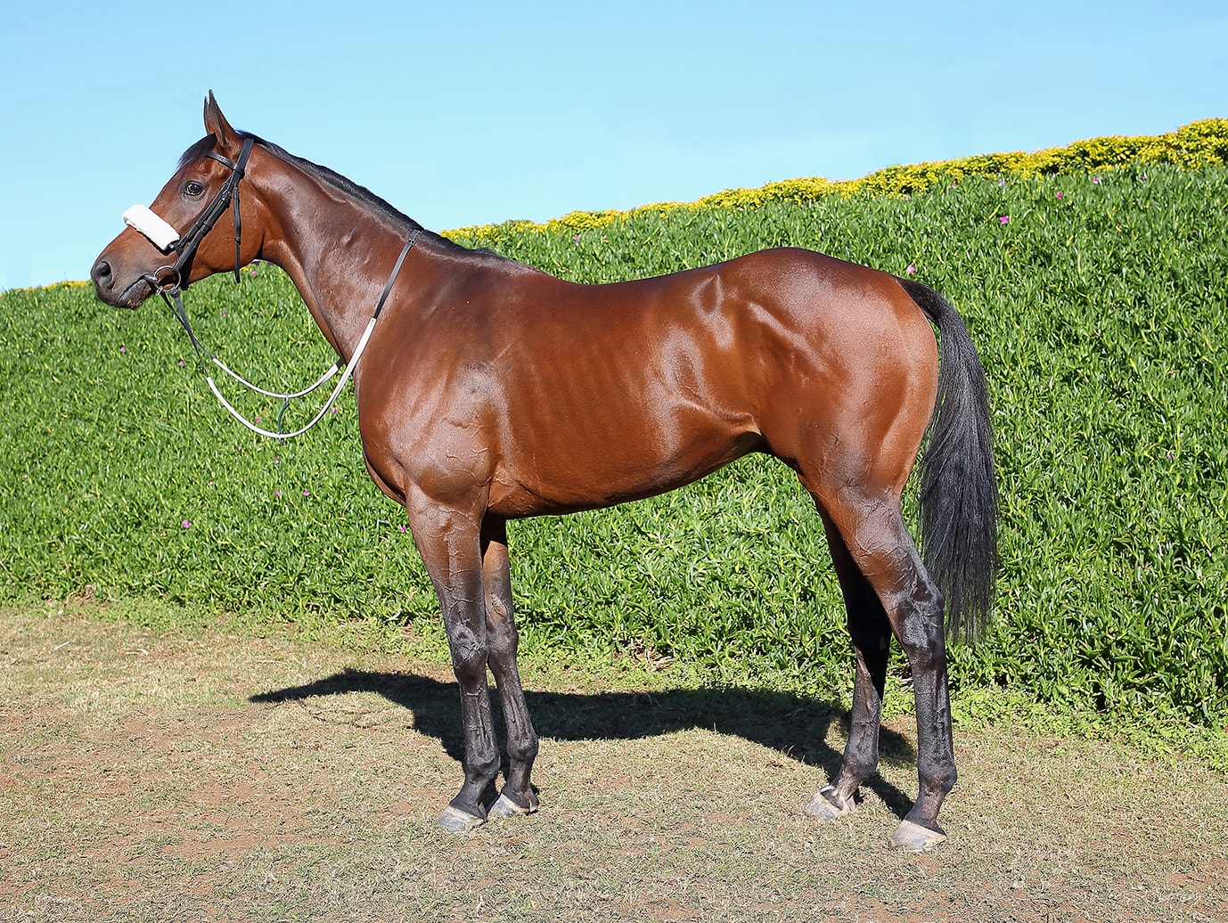 African Night Sky African Night Sky - Breeder: Highlands Farms Stud (Pty) Ltd - Sire: Dynasty - Dam: Starzene (USA) by Cozzene (USA) - Durban July 2018