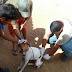 CÃES E GATOS DE SANTA CRUZ COMEÇAM E SER VACINADOS CONTRA RAIVA