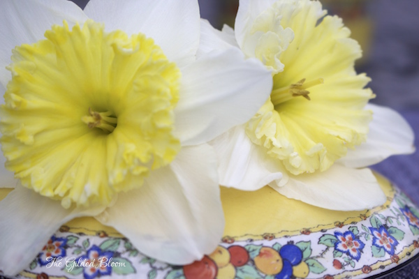Daffodils in Statement Containers- www.gildedbloom.com Daffodils in Statement Containers- www.gildedbloom.com