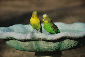 girl and boy parakeet in bird bath