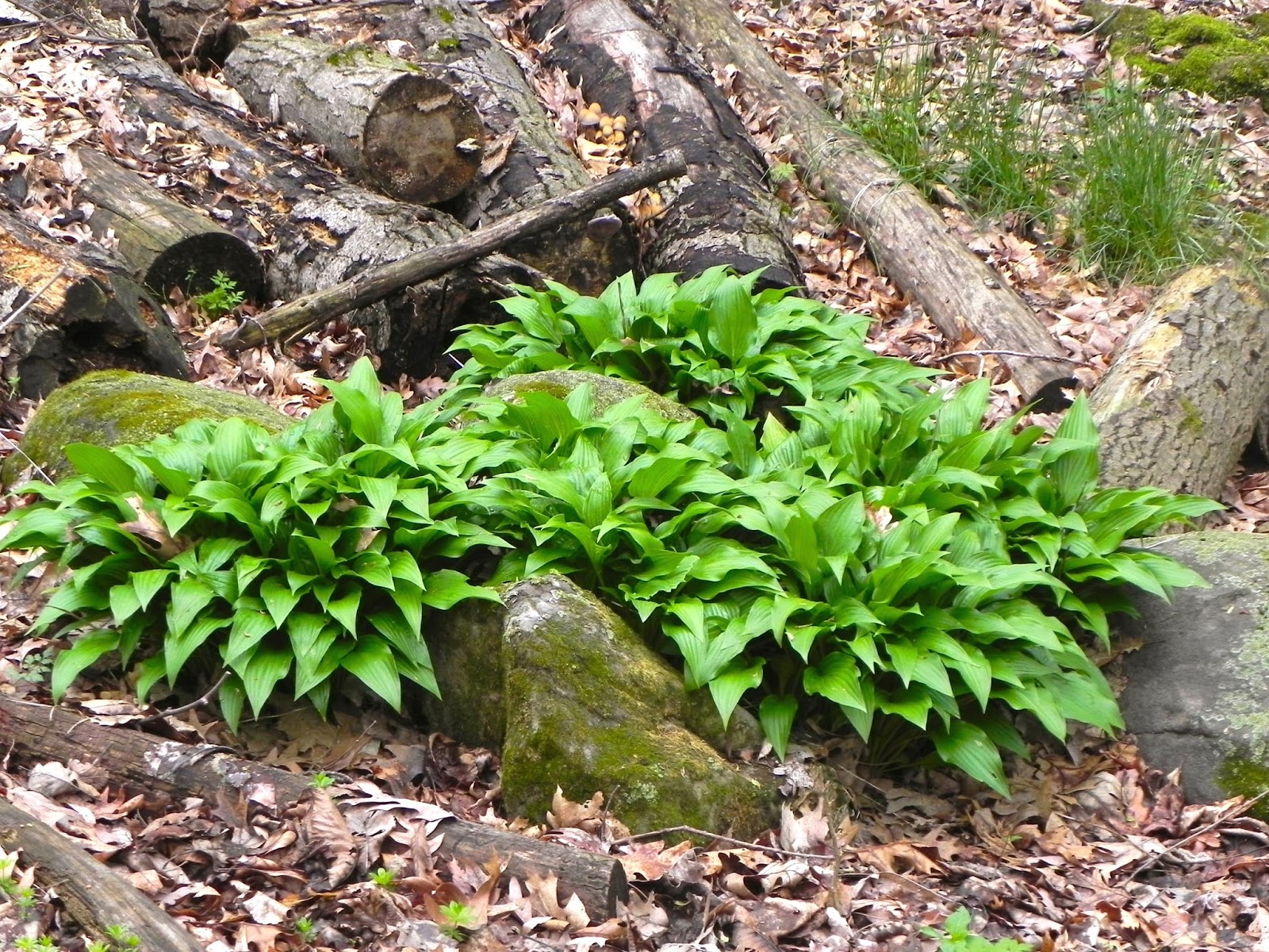 хоста sea dream. хоста адлер зимой. хоста в январе. кудепста зимой. хоста franzen.