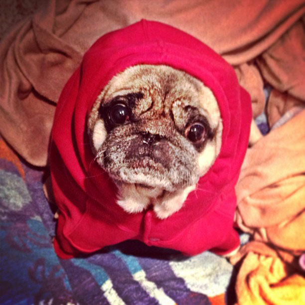 dog in clothes, pug in a sweatshirt