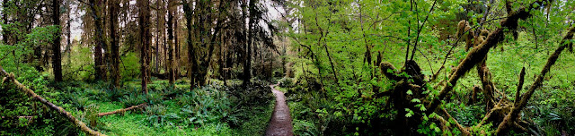 Trail through the Hoh Rainforest