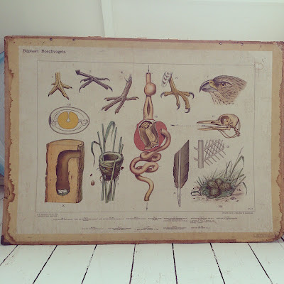 school map, chart, birds, vintage, thrifted
