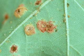 The underside of a cotton leaf with orange colored spots cause by a rust fungus The underside of a cotton leaf with orange colored spots cause by a rust fungus