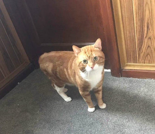 marmalade the ginger house cat 