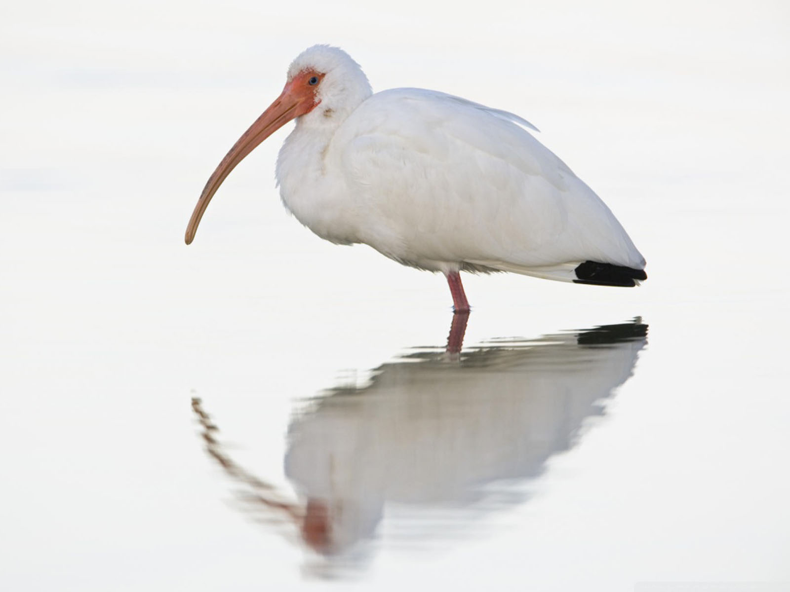 White Ibis Bird Wallpapers