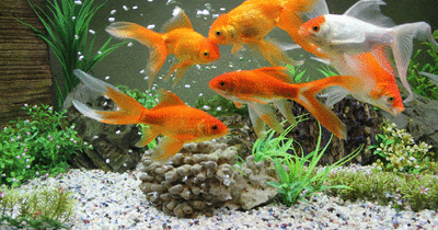 Wallpaper Ikan Hias Bergerak Gif Aneka Ikan Hias
