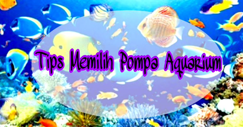Joyful Moms Tips Memilih Pompa Aquarium