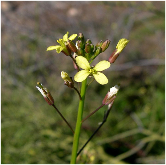 les plantes médicinales du Sahara les bienfaits de Brassica tournefortii