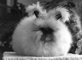 Angora Rabbit, Angora bunny, Ms. Chu, Betty Chu, a retired professor Betty Chu, University of San Jose, Angora Rabbit has long fur like poodles