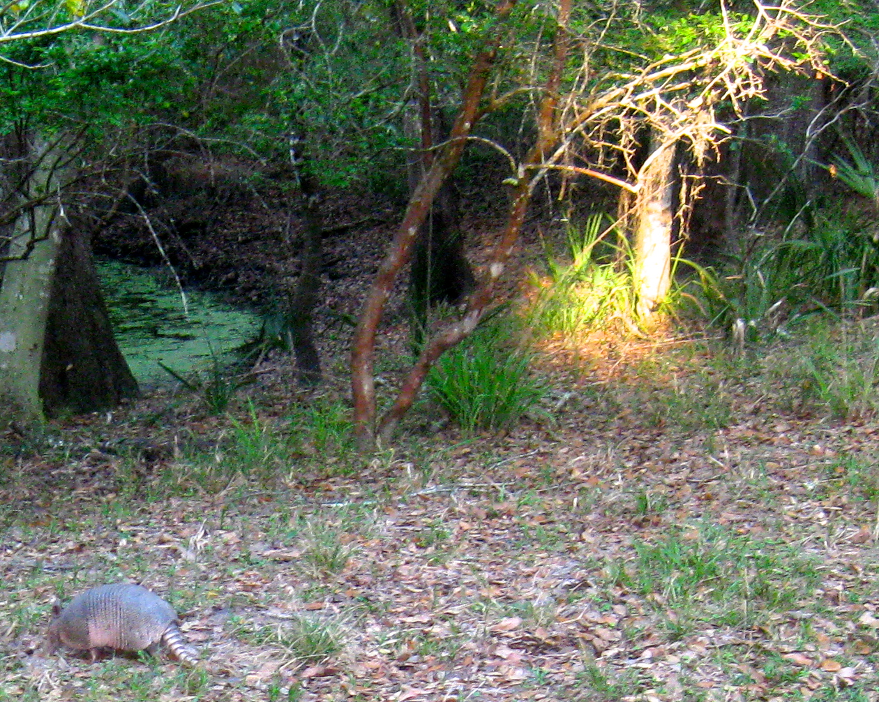 Trunko Treks: Manatee Springs State Park, Chiefland, FL