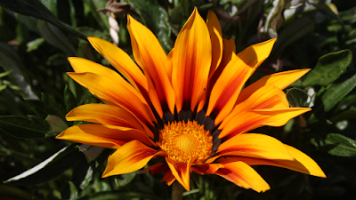 6A Flower YellowOrange Original 16x9 6A Flower YellowOrange Original 16x9