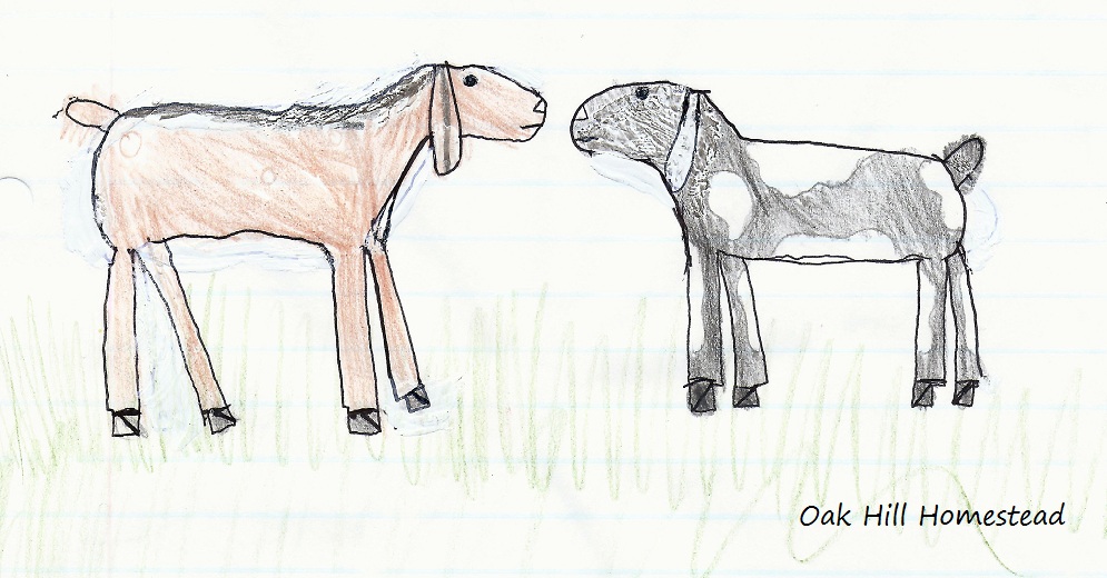 In the Beginning the Goats Oak Hill Homestead