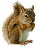 PeterMac's new Chapter for his e-book: JON CLARKE - OLIVE PRESS LIES AND VIDEOTAPE Squirrel2