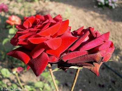 rosa perlenoir