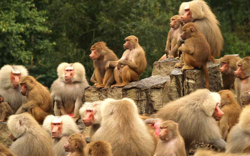 story of naughty monkeys