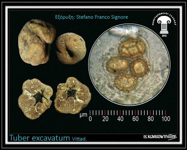 Tuber excavatum Vittad.