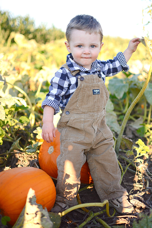 Pumpkin Patch, Fall | My Darling Days Pumpkin Patch, Fall | My Darling Days