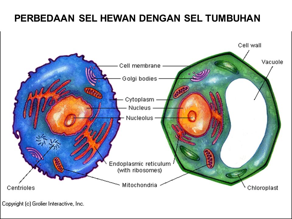All About Teenager Laporan Praktikum Biologi Cara Menggunakan Mikroskop Dan Pengamatan Sel All About Teenager Laporan Praktikum Biologi Cara Menggunakan Mikroskop Dan Pengamatan Sel