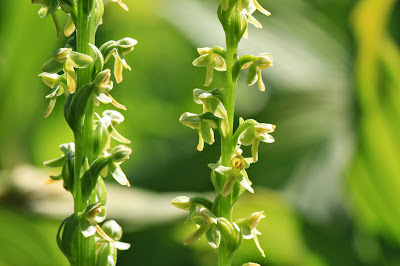 Platanthera dilatata (White Bog Orchid, Bog Candle)