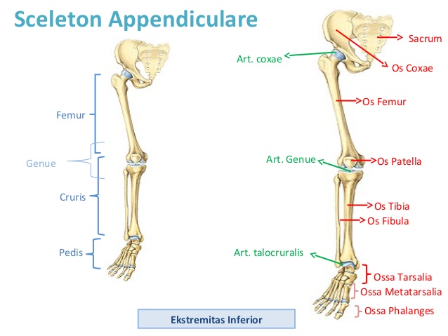 Anatomi Tulang Extremitas Bawah ( Inferior ) - SIPAT