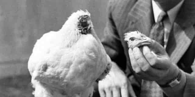 Seekor ayam hidup tanpa kepala selama 18 bulan