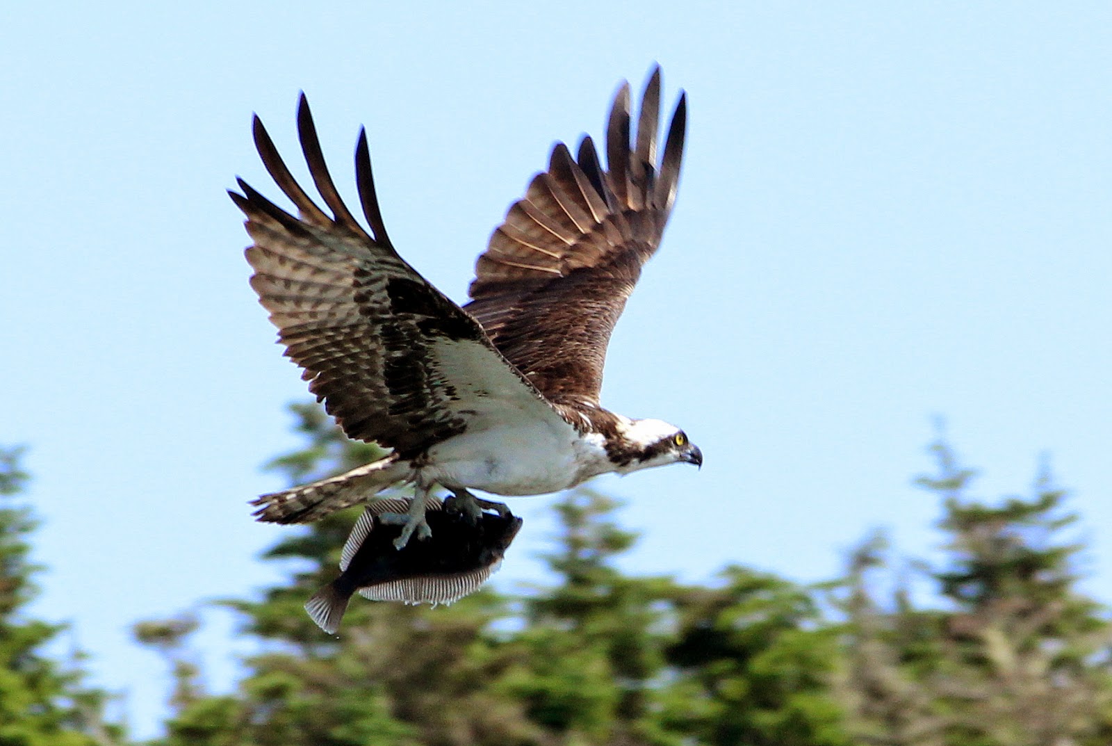 Shamik Photography Devoted to the Natural Elements Fish Hawk