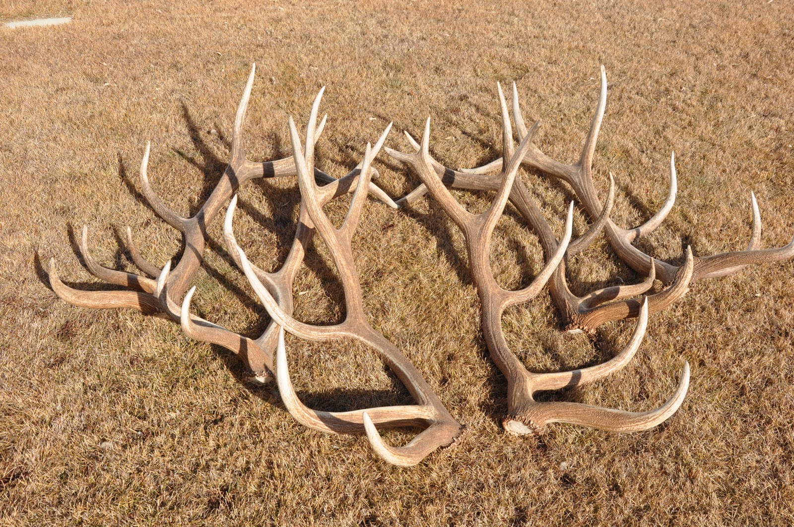 Wild Day Utah Shed Antlers