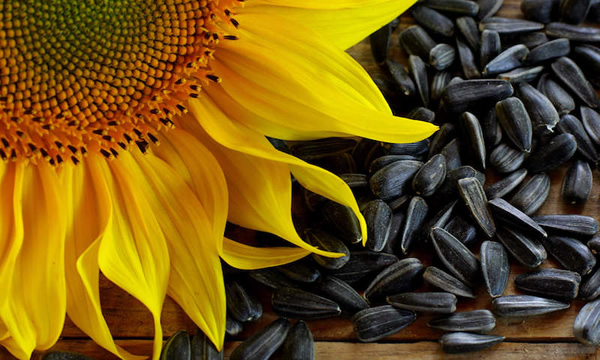 sunflower seeds sunflower seeds