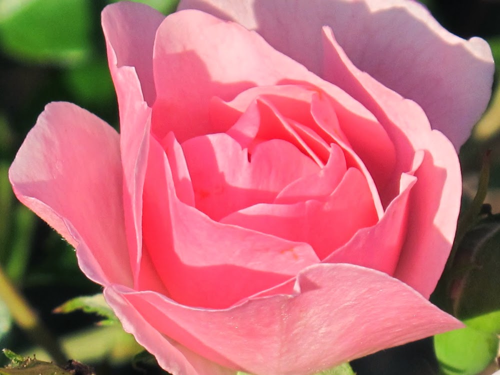 Beautiful English rose garden