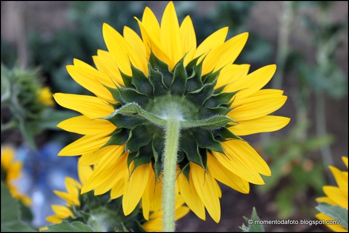 Momento da Foto : Girassol, a flor do Sol