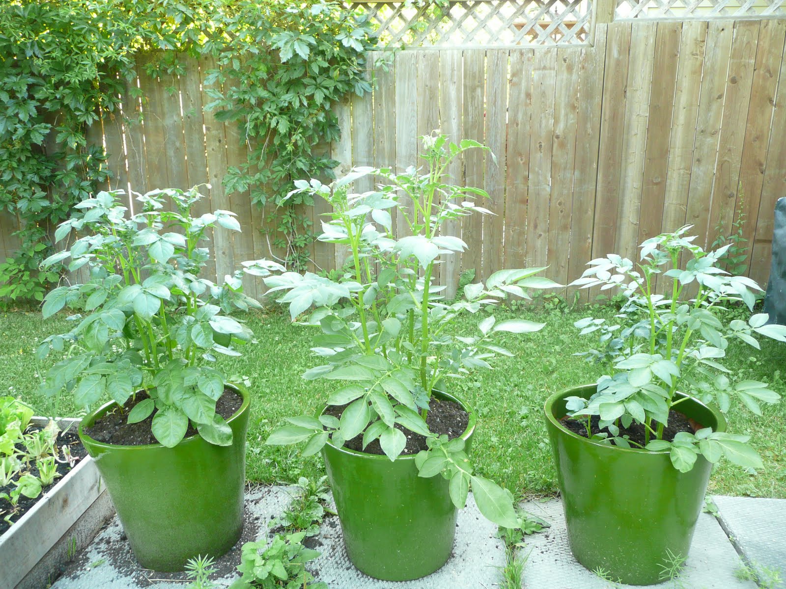 Veggie Delight A Manitoba Garden Growing Potatoes In Containers
