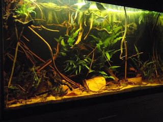 200 Referensi Desain Dan Model Aquascape Berdasarkan Tema https://www.faktapopuler.com/2018/12/200-referensi-desain-dan-model.html