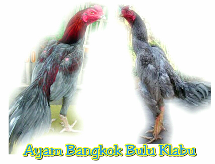 11 Macam Warna Dan Nama Bulu Ayam Aduan Paling Tersohor | AYAM JAWARA KITA