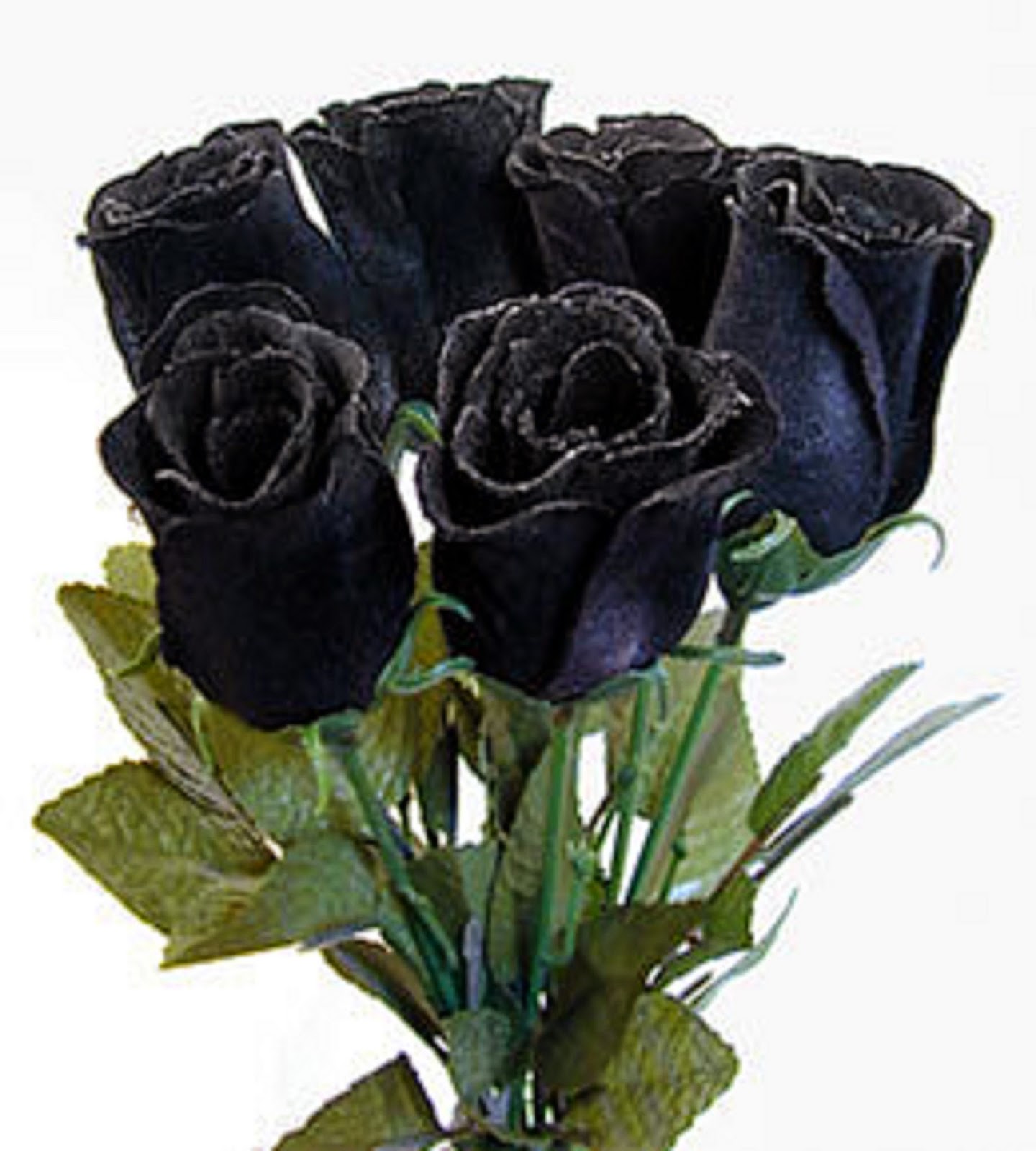 knumathise Real Black Roses Meaning Images